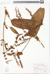 Rumex obtusifolius image