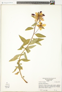 Chamerion latifolium image