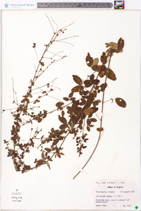 Lespedeza repens image