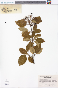 Viburnum cassinoides image