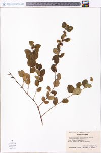 Symphoricarpos orbiculatus image