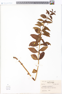 Lysimachia quadriflora image