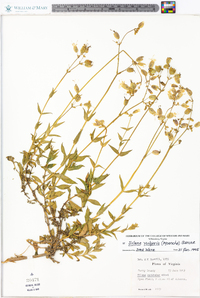 Silene vulgaris image