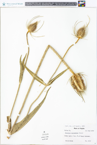 Dipsacus fullonum image