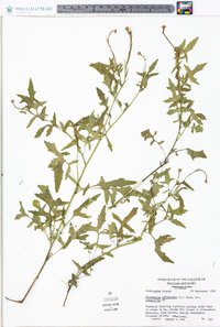 Sisymbrium officinale image