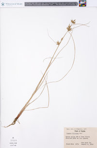 Cyperus filicinus image