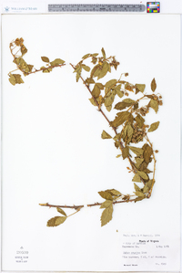 Rubus argutus image