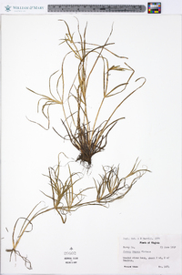 Juncus repens image