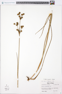 Juncus scirpoides image