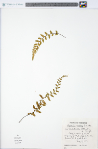 Asplenium bradleyi image