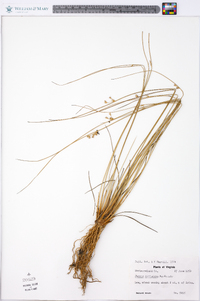 Juncus coriaceus image