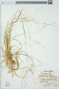 Poa alsodes image