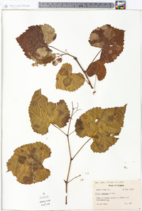 Vitis vulpina image