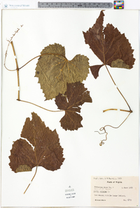 Vitis vulpina image