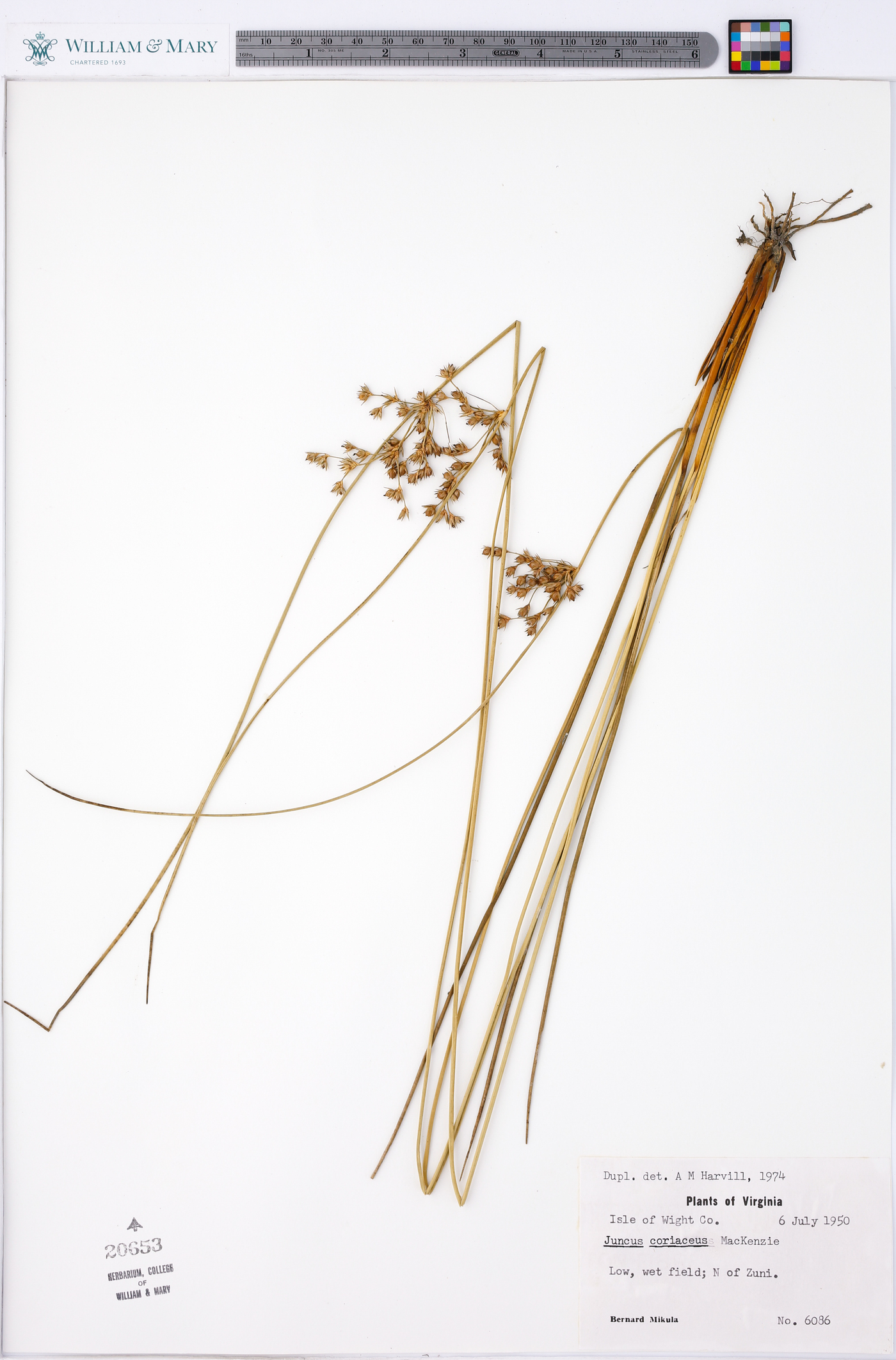 Juncus coriaceus image