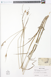 Carex complanata image