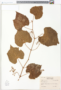 Vitis vulpina image