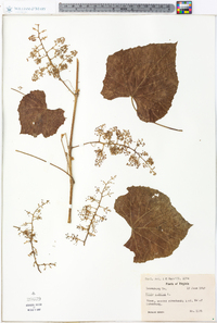 Vitis vulpina image