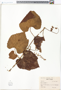 Vitis vulpina image