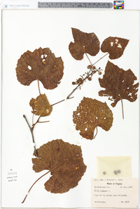 Vitis vulpina image