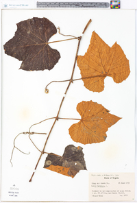 Vitis labrusca image