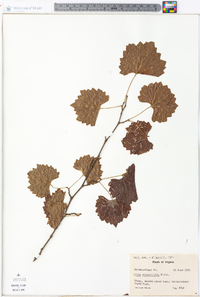 Vitis rotundifolia image