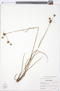 Juncus scirpoides image