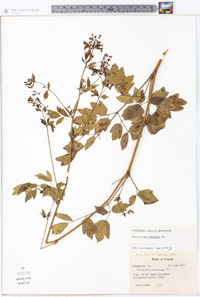 Thalictrum amphibolum image