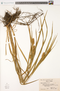 Carex typhina image