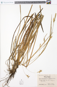 Carex folliculata image