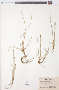 Eleocharis engelmannii image