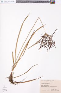 Cyperus rotundus image