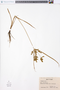 Cyperus iria image