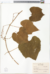 Vitis vulpina image