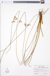 Juncus coriaceus image