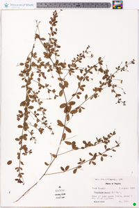 Lespedeza repens image