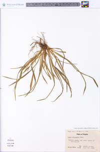 Carex abscondita image