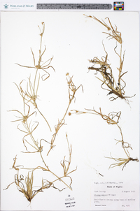 Juncus repens image