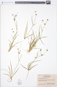 Juncus repens image