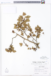 Crataegus marshallii image
