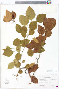 Crataegus viridis image