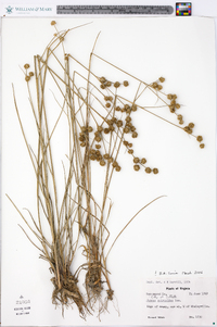 Juncus scirpoides image