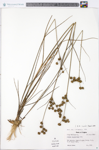 Juncus scirpoides image