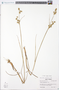 Juncus scirpoides image