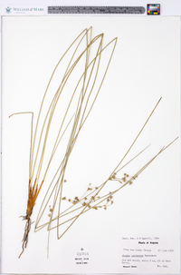 Juncus coriaceus image