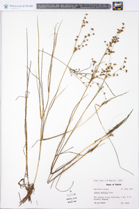 Juncus debilis image