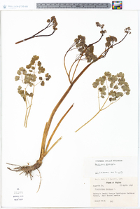 Thalictrum dioicum image