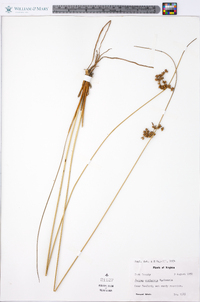 Juncus coriaceus image