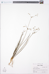 Juncus debilis image