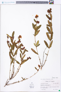 Hypericum prolificum image